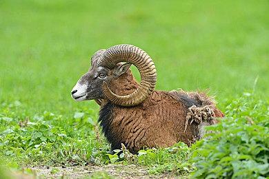 《天神镇》1.0正式版上线 首个DLC限时免费领取